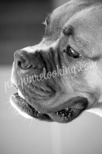 Shooting Animalier - Chien - La Rochelle - Nala