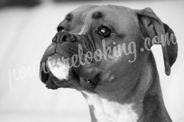 Shooting Animalier - Chien - La Rochelle - Nala