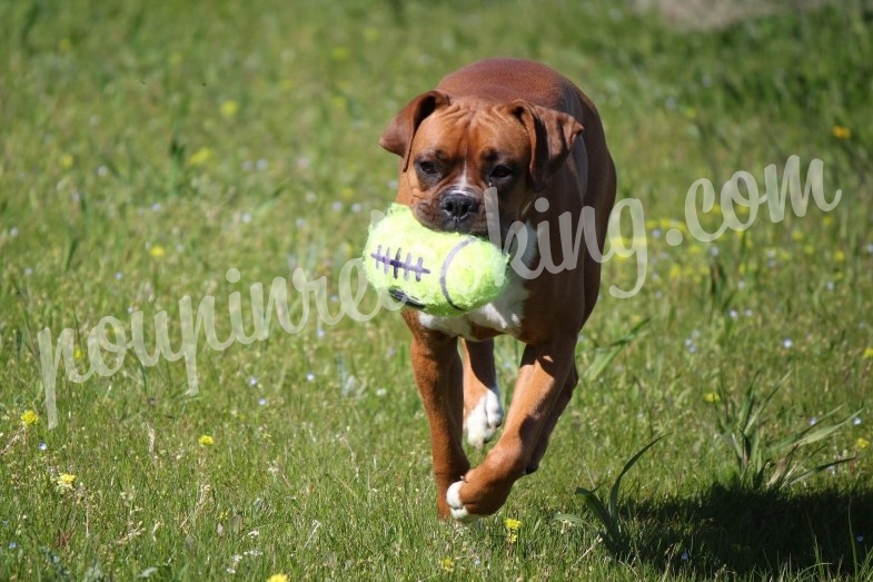 Shooting Animalier - Chien - La Rochelle - Nala