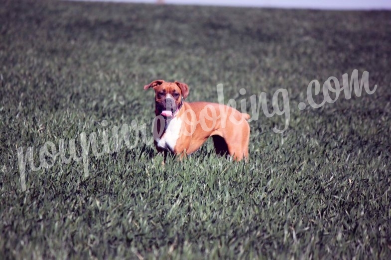 Shooting Animalier - Chien - La Rochelle - Nala