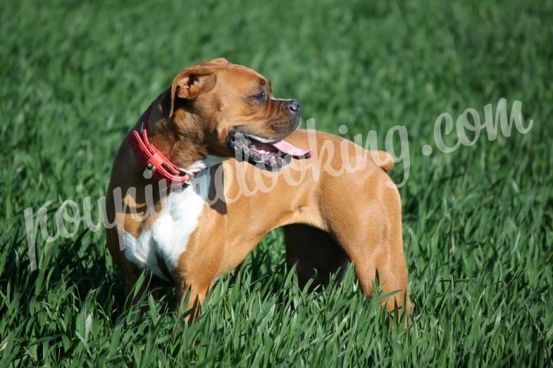 Shooting Animalier - Chien - La Rochelle - Nala