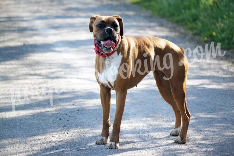 Shooting Animalier - Chien - La Rochelle - Nala