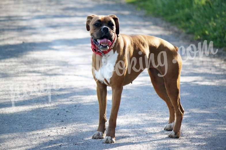 Shooting Animalier - Chien - La Rochelle - Nala